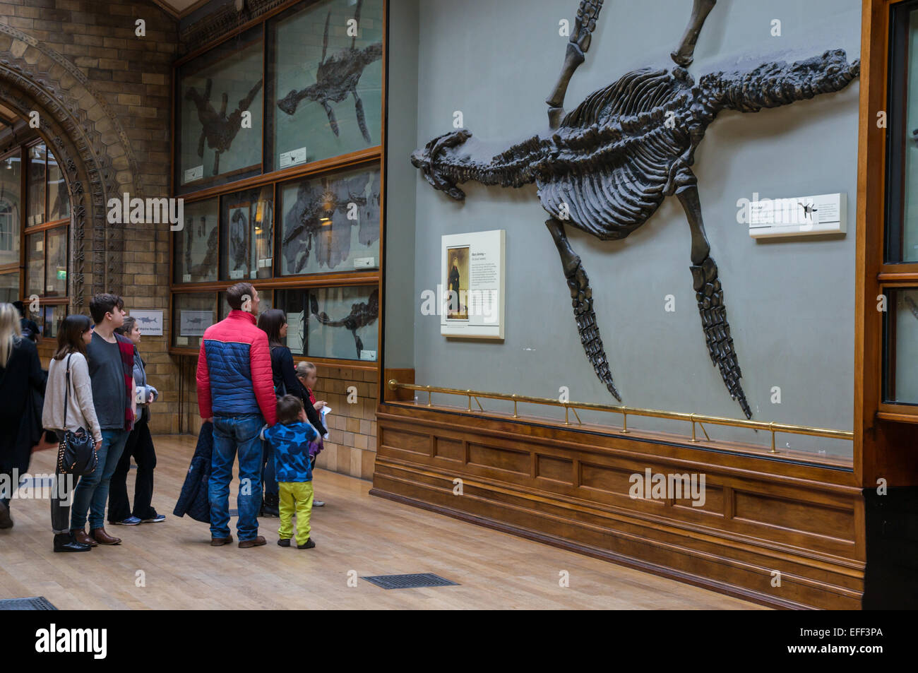 I visitatori che guardano lo scheletro fossile dell'ittiosauro nel Naturale Museo di Storia a Londra Inghilterra Regno Unito Foto Stock
