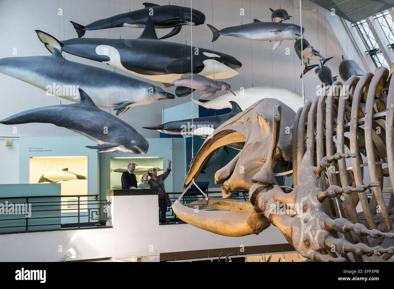Collezione di mammiferi con scheletro di balene nel Museo di Storia Naturale A Londra Inghilterra Regno Unito Foto Stock