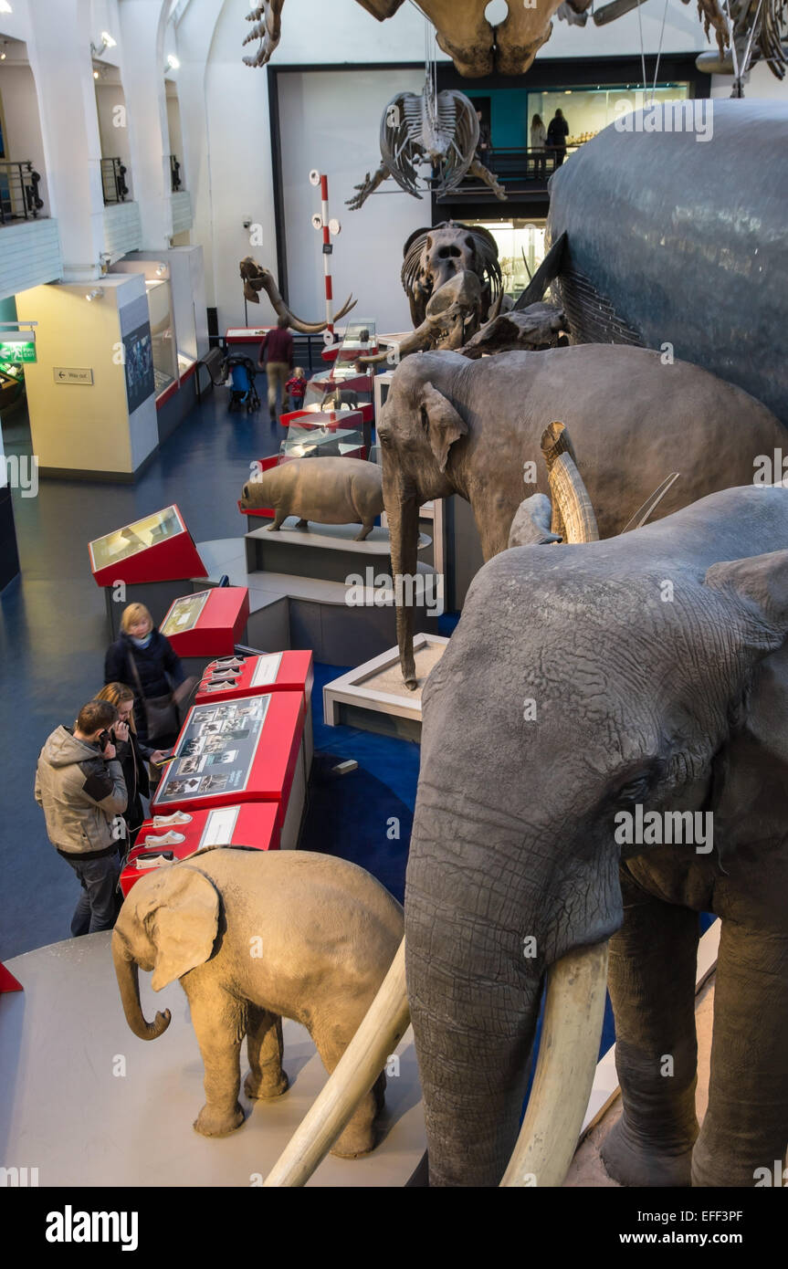 Collezione di mammiferi nel Museo di Storia Naturale di Londra, Inghilterra Regno Unito Foto Stock