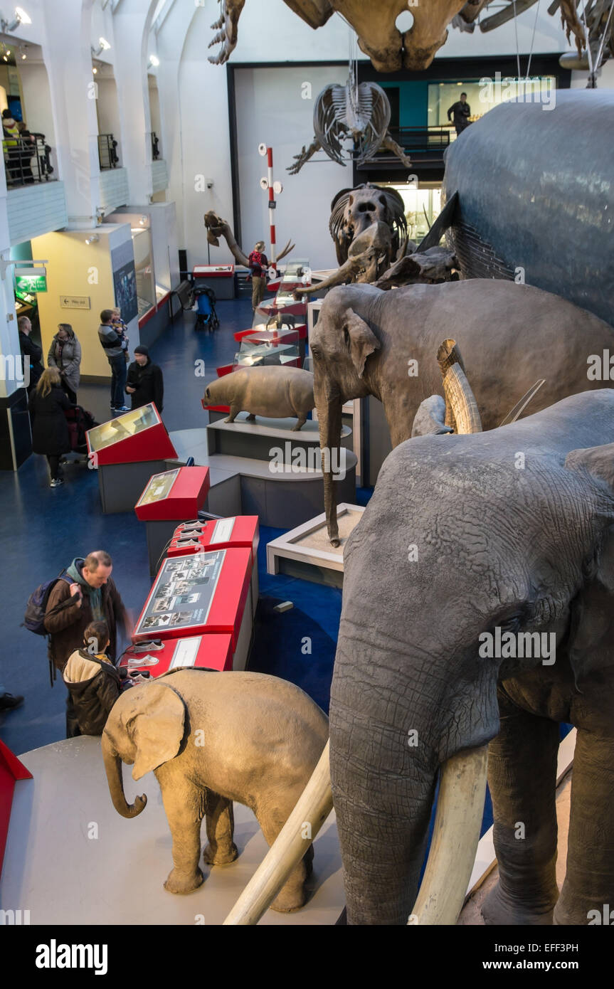 Collezione di mammiferi nel Museo di Storia Naturale di Londra, Inghilterra Regno Unito Foto Stock
