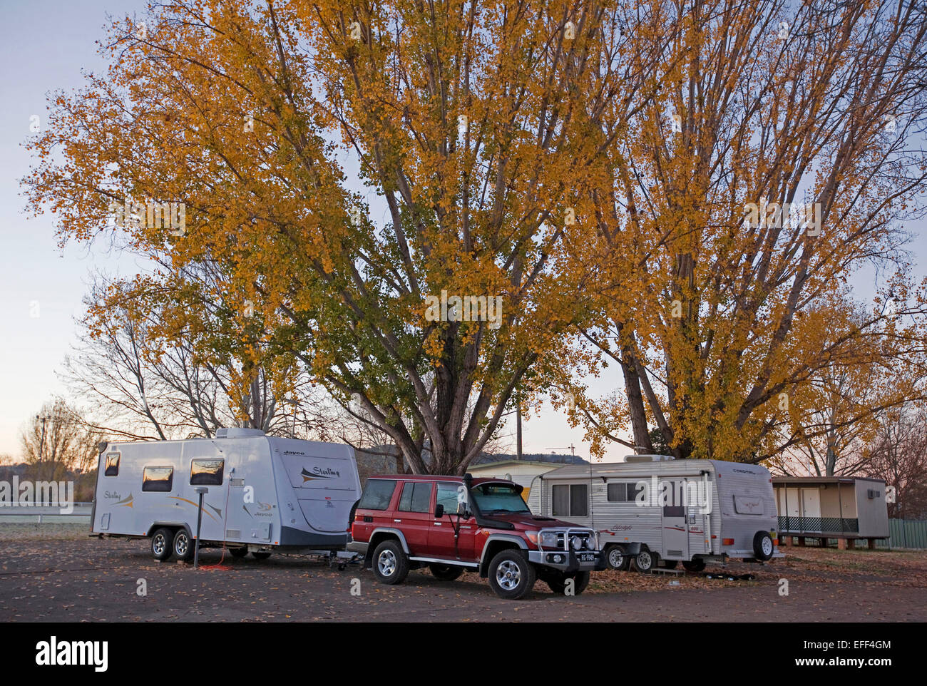 Roulotte e SUV rosso / la trazione a quattro ruote motrici il veicolo a fianco di grandi alberi con masse di Golden Autumn Leaves in caravan park in Australia Foto Stock