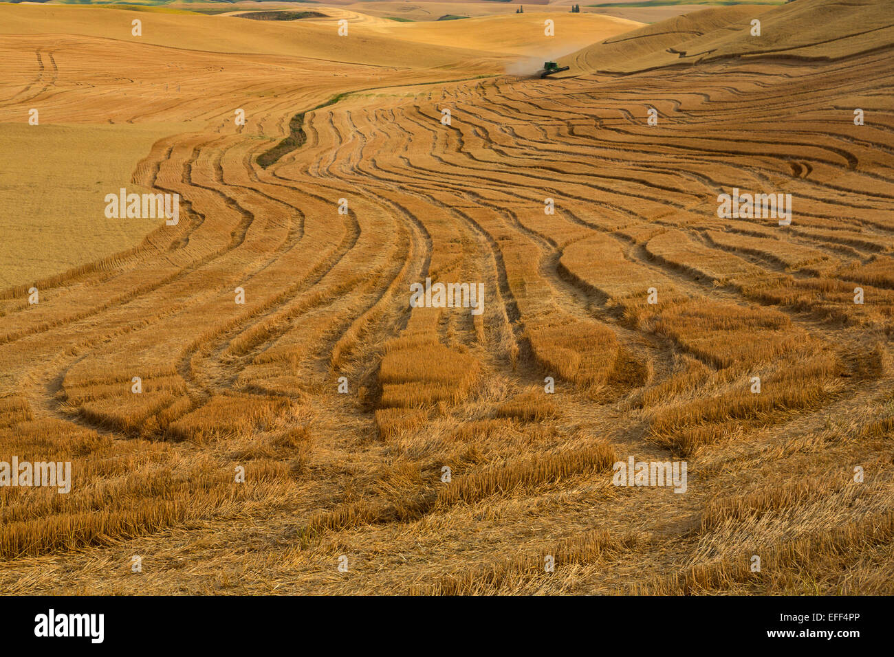 Combina la granella raccolta durante il mese di agosto nei campi dorati della Palouse regione di Washington. Stati Uniti d'America Foto Stock
