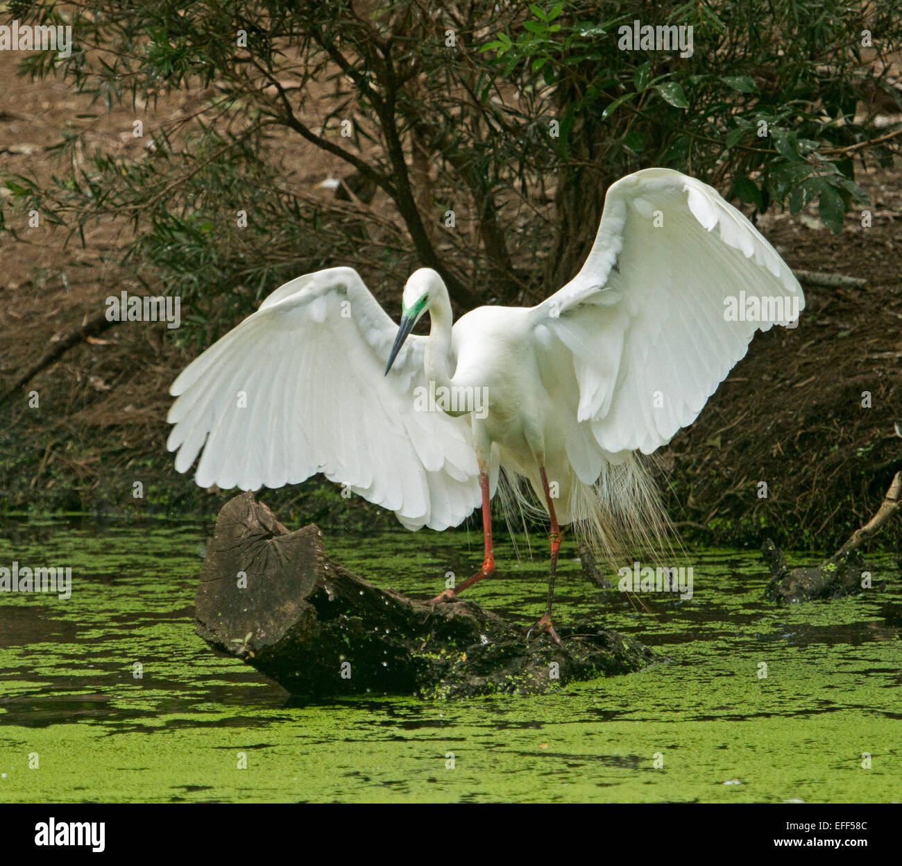 Australian airone bianco maggiore, Ardea modesta, sul log in acqua delle zone umide, con enormi ali si diffondono nella spettacolare display Foto Stock