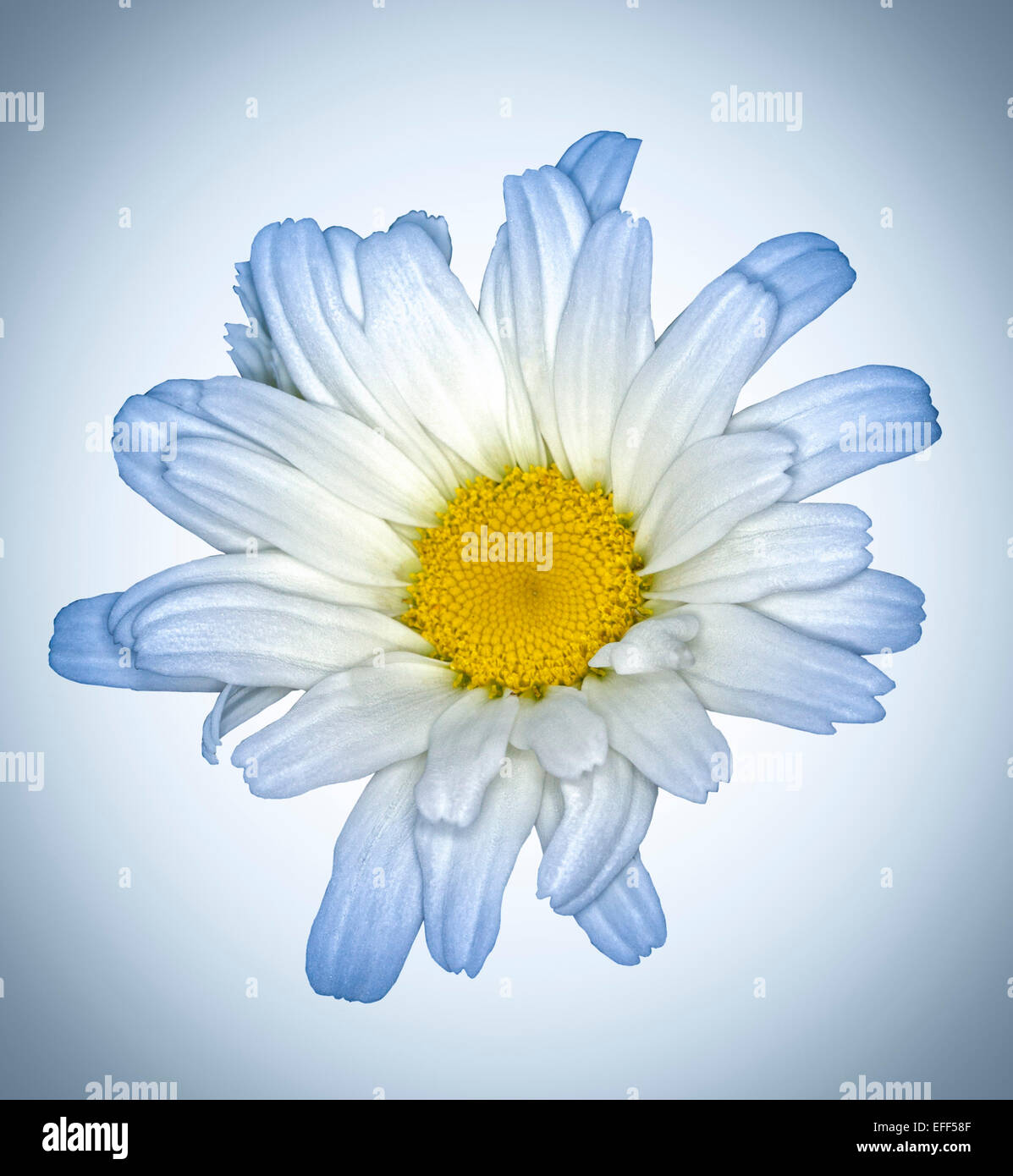 Fiore bianco di Leucanthemum "Daisy può' - Shasta Daisy, con la luce blu suggerimenti di petali, contro il fondo azzurro Foto Stock