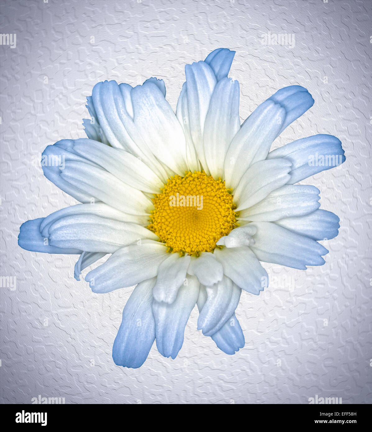 Fiore bianco di Leucanthemum "Daisy può' - Shasta Daisy, con la luce blu suggerimenti di petali, contro il bianco sullo sfondo a trama Foto Stock