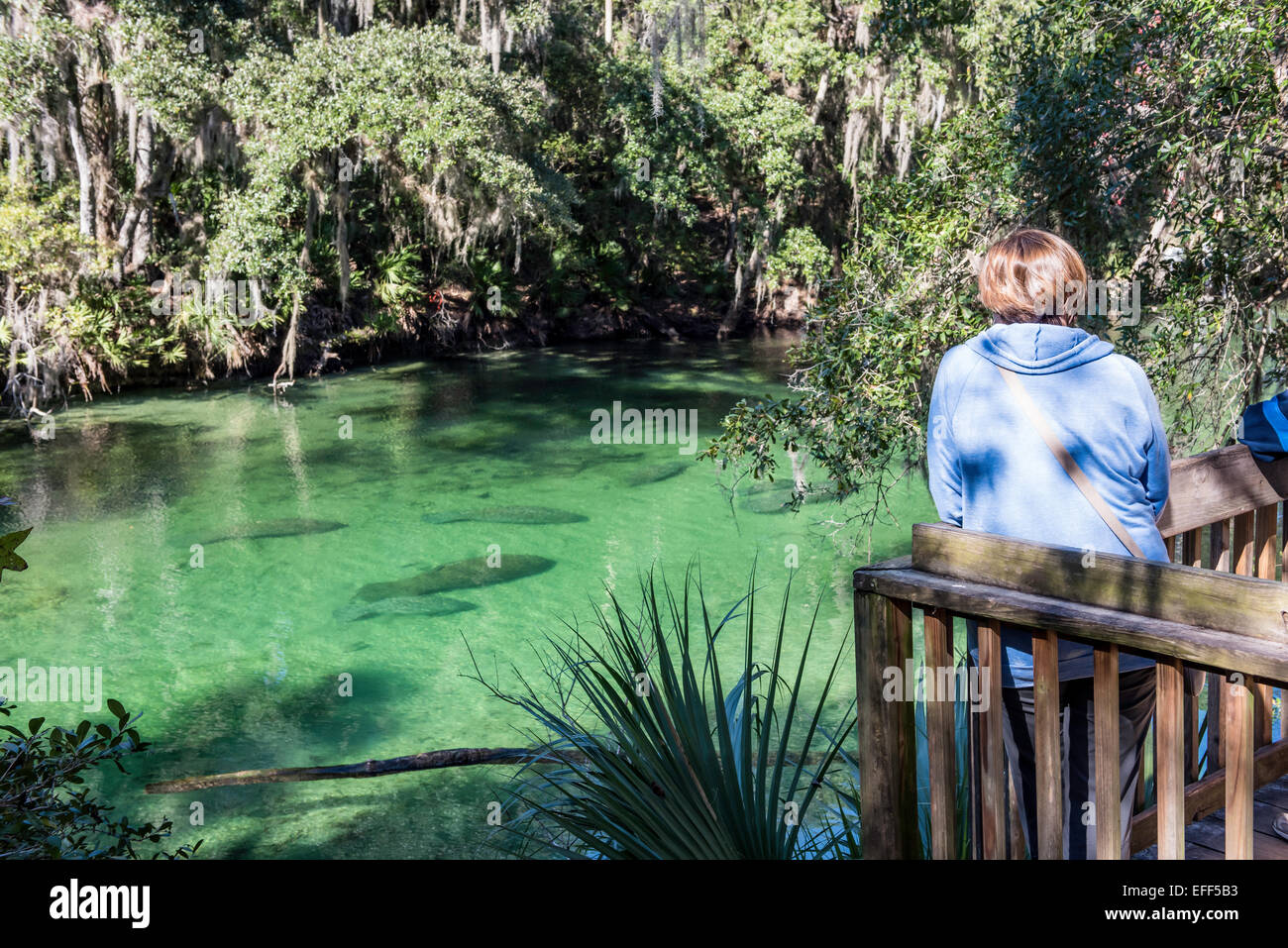 Visitatori del Parco guardando in giù da una piattaforma di osservazione a West Indian lamantini svernamento nelle calde acque cristalline della molla blu parco statale, Florida. Foto Stock