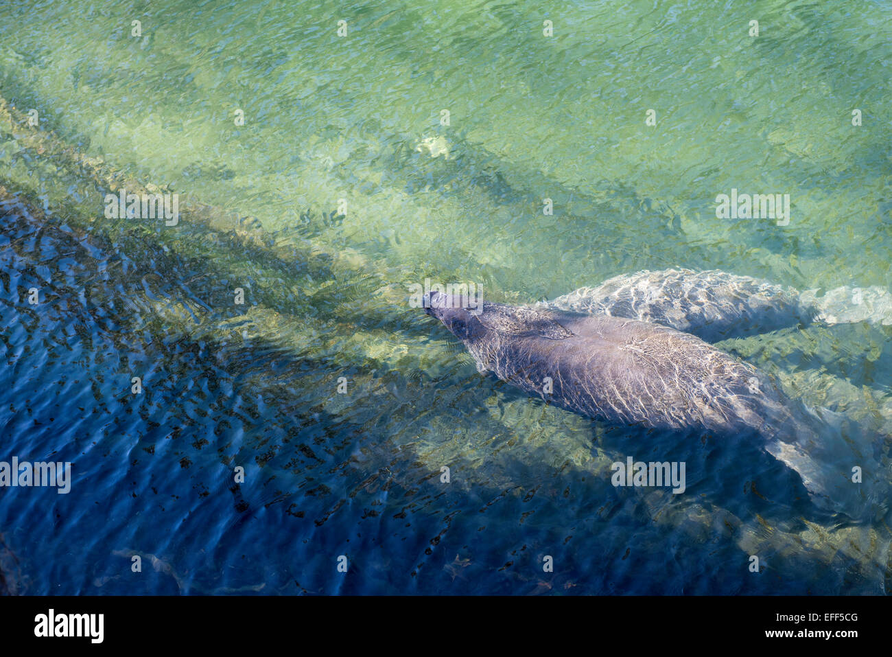 Lamantino affiorante di respirare visto da sopra l'acqua chiara della molla blu parco statale, Florida. Foto Stock
