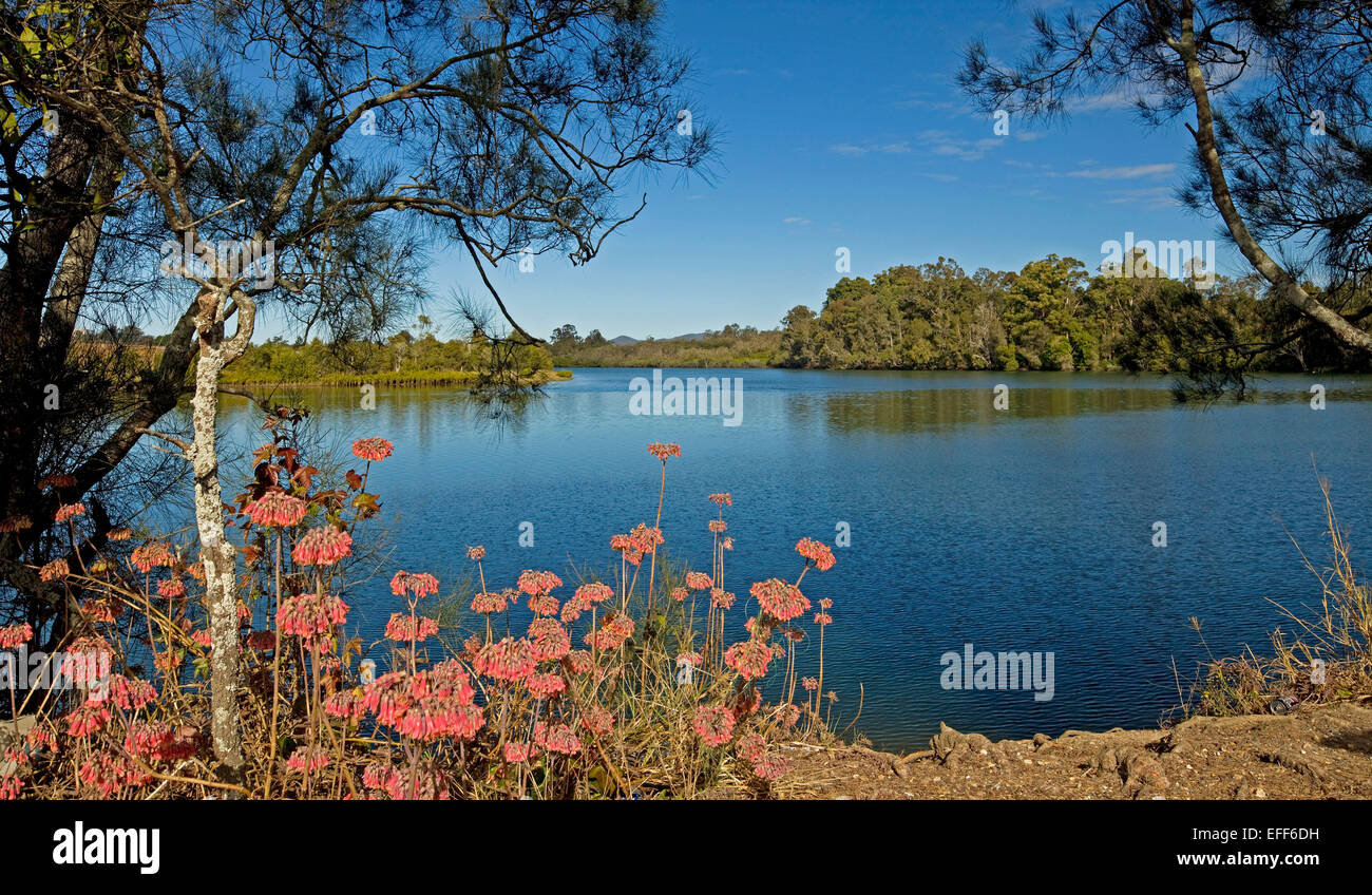 Immagine panoramica del vivid blue acque calme di ampio fiume Nambucca sotto il cielo blu con alberi e fiori selvatici sull argine a Macksville, NSW Australia Foto Stock