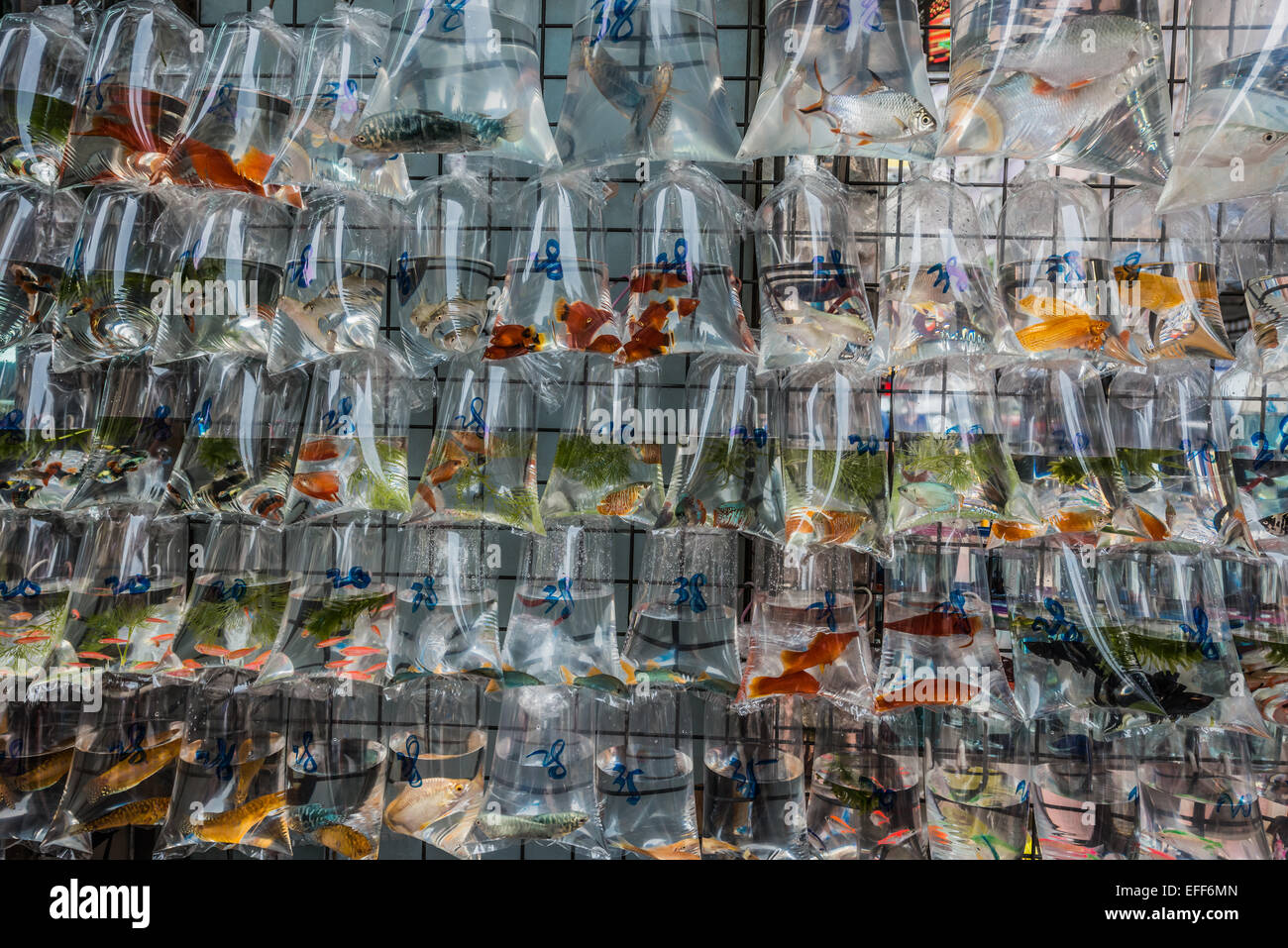 Goldfish Market Mong Kok in Kowloon Hong kong Foto Stock