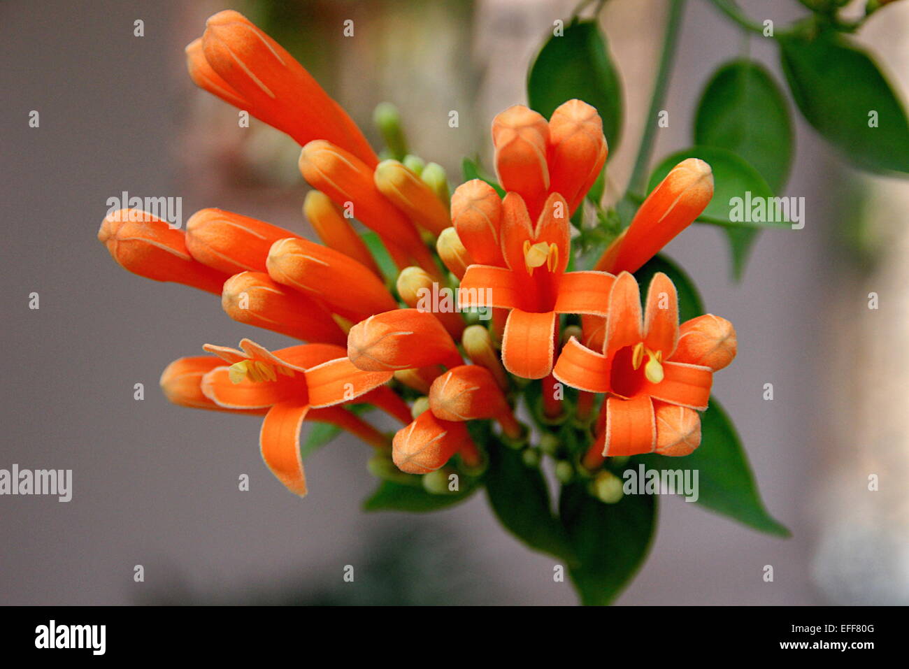 Attraente mazzetto di rosso allungato boccioli e fiori Foto Stock