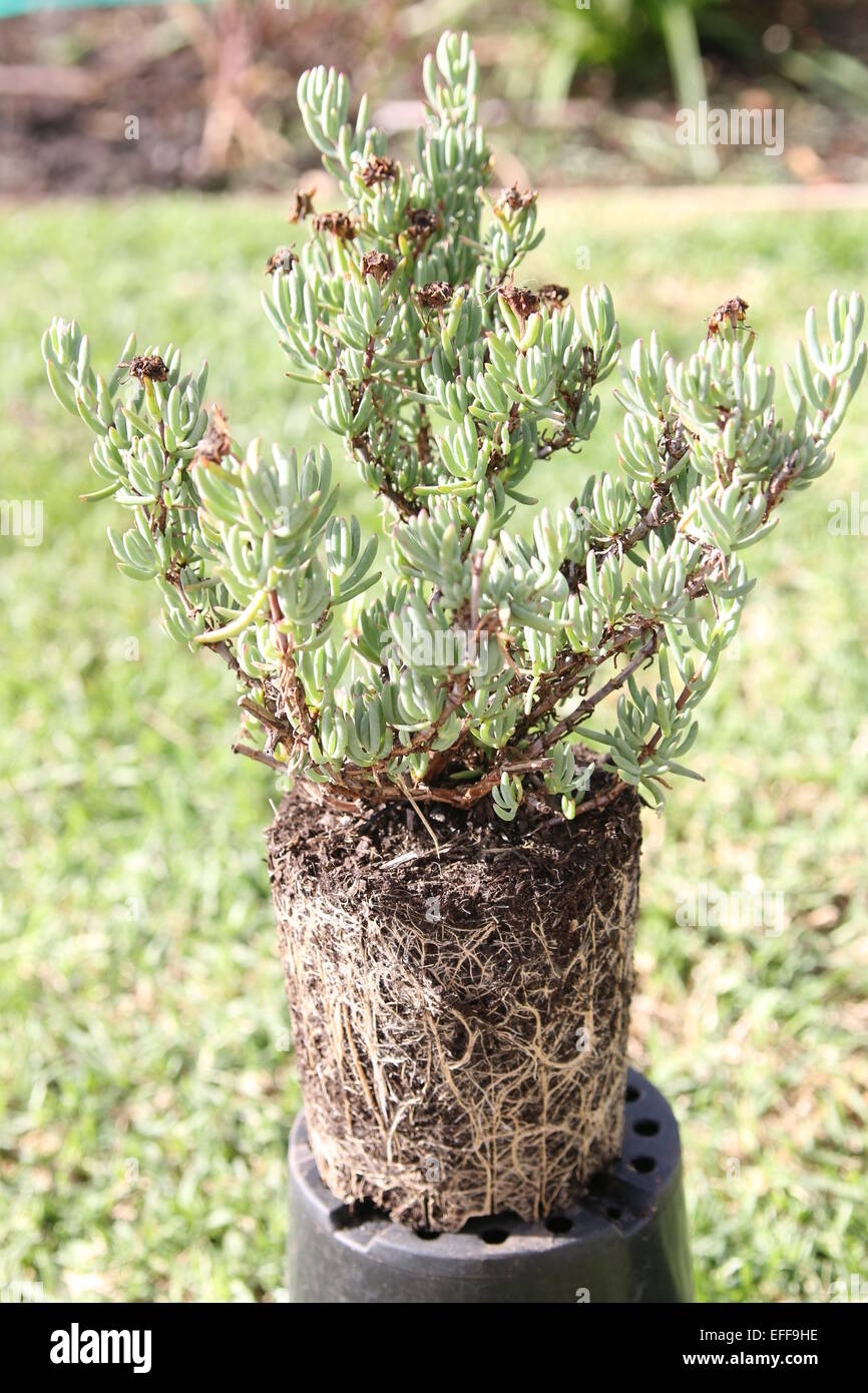 Mesembryanthemum Lampranthus succulenti - Root legato faccia di maiale impianto pronto per essere rinvasata Foto Stock