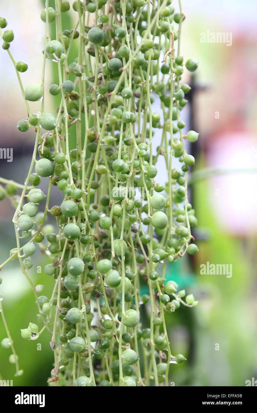 Filo di Perle Senecio rowleyanus succulenta Foto Stock