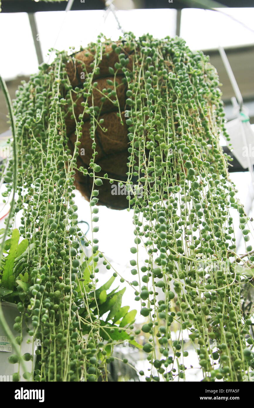Filo di Perle Senecio rowleyanus succulenta crescente nella cesta appesa Foto Stock