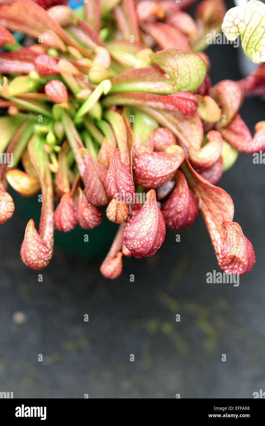 Sarracenia x mitchelliana, gobble budella, lanciatore piante carnivore, Foto Stock