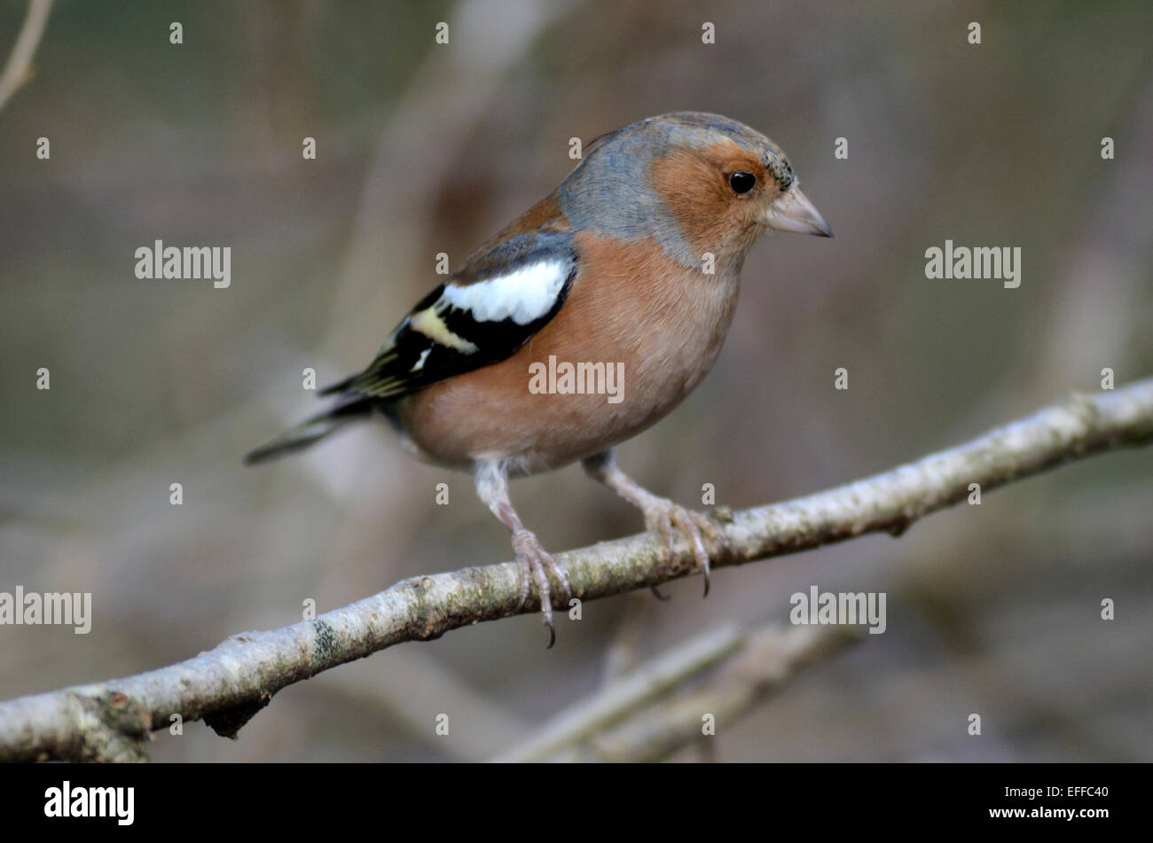 Fringuello fringilla coelebs Foto Stock