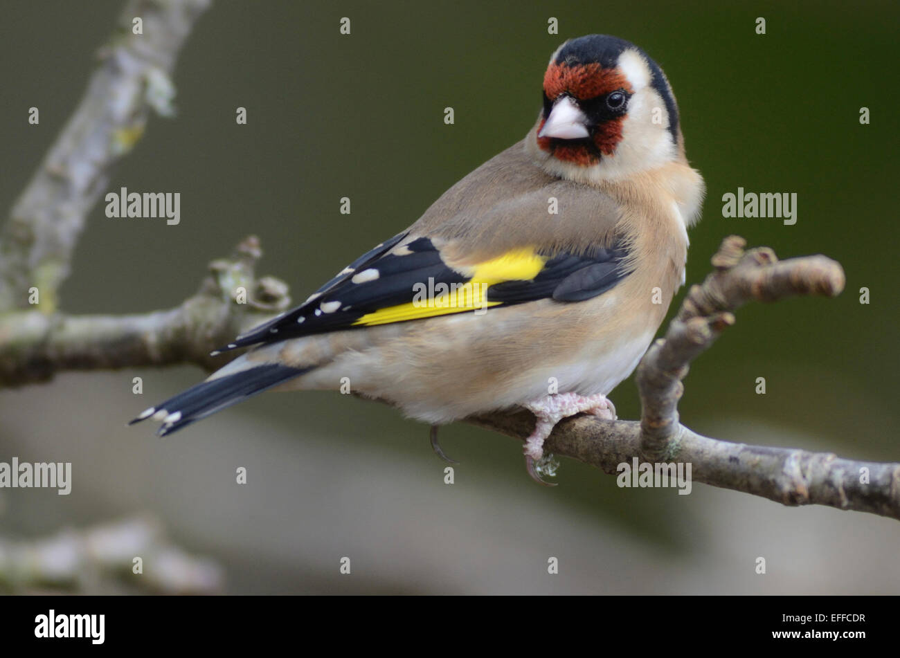 Cardellino Foto Stock