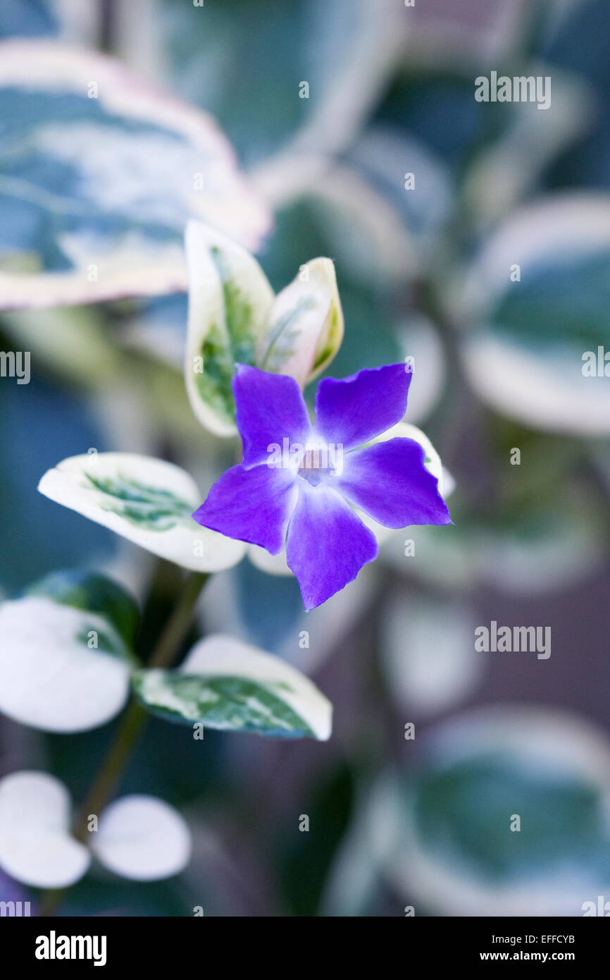 Vinca major. Maggiore pervinca fiore. Foto Stock