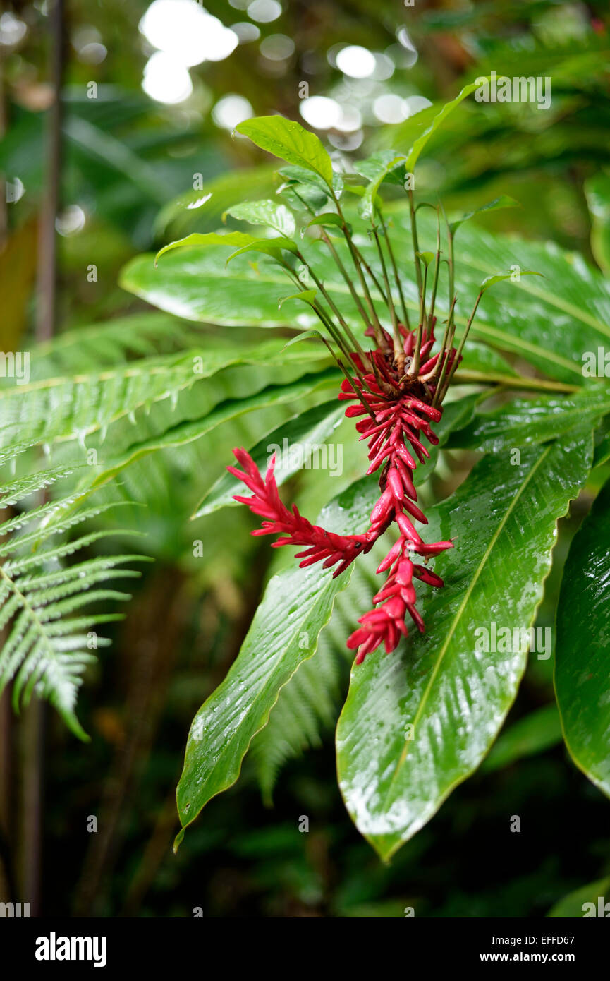 Stati Uniti d'America, Hawaii, Big Island, Papaikou, Hawaii Tropicale Giardino Botanico, rosso fiore di zenzero Foto Stock