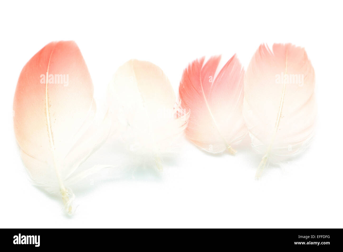 Set di Flamingo piume isolati su sfondo bianco Foto Stock