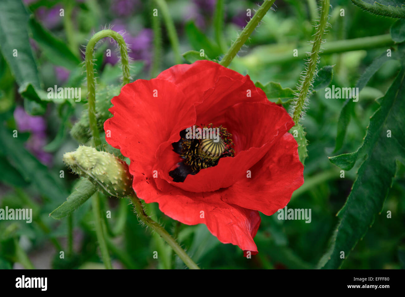 Papavero rosso - Papaver - nero con petali di fiori in un giardino di giugno, Varmland, Svezia. Foto Stock