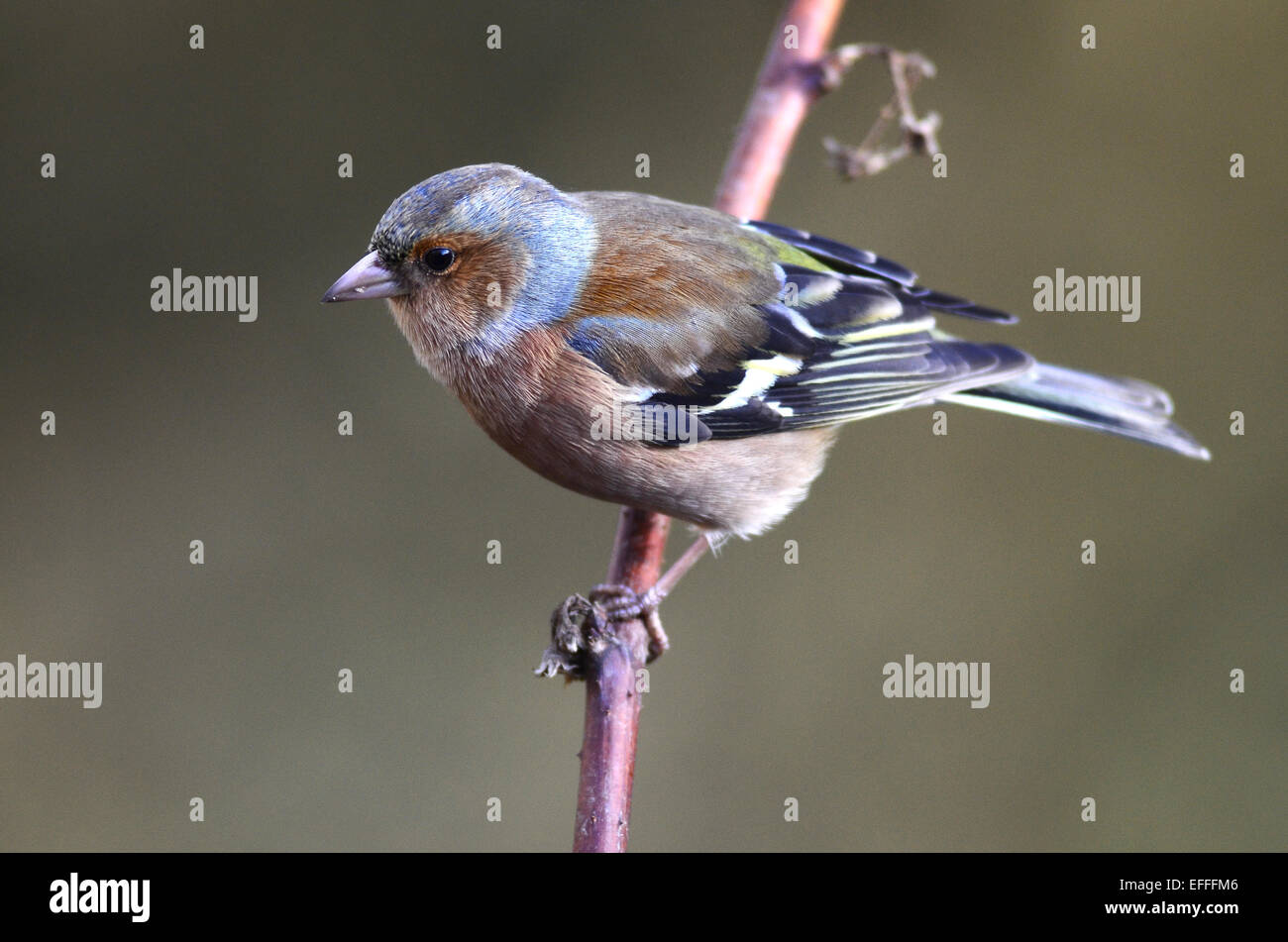 Un maschio di fringuello su uno stelo REGNO UNITO Foto Stock