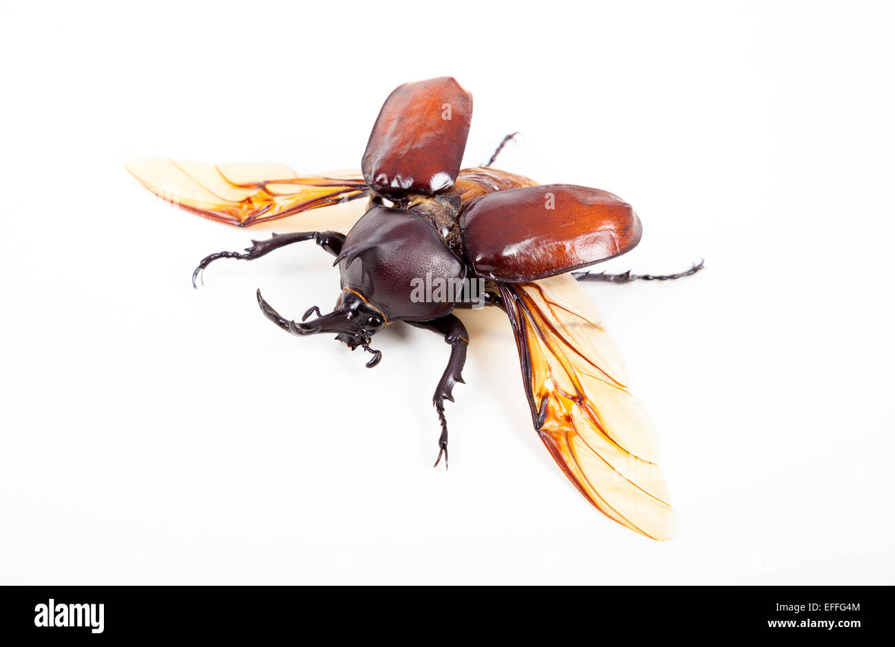 Big Horn beetle bug isolati su sfondo bianco Foto Stock