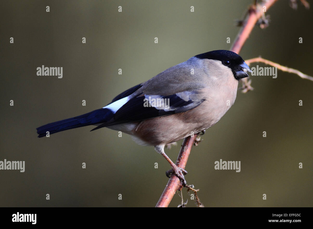 Bullfinch femmina Foto Stock