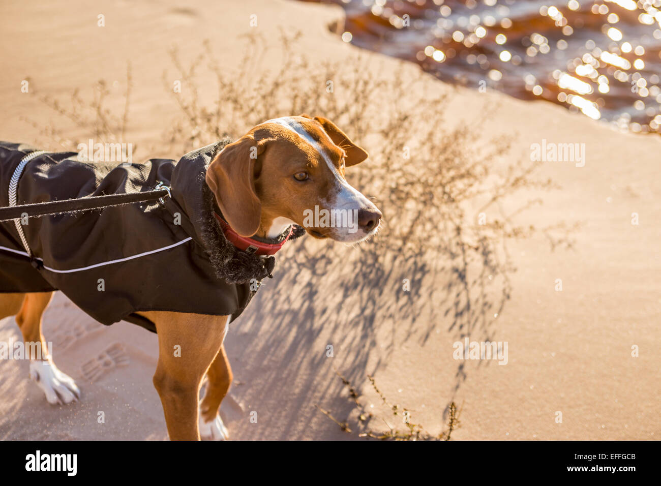 Hound Dog in un cappotto sulla spiaggia Foto Stock