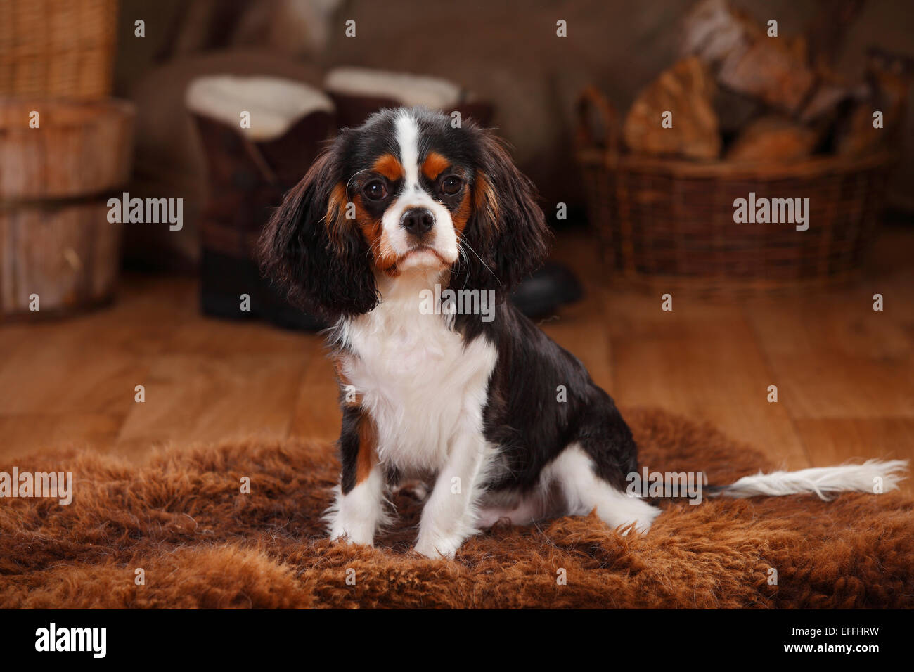 Cavalier King Charles Spaniel, cucciolo, tricolore, cucciolo Foto Stock