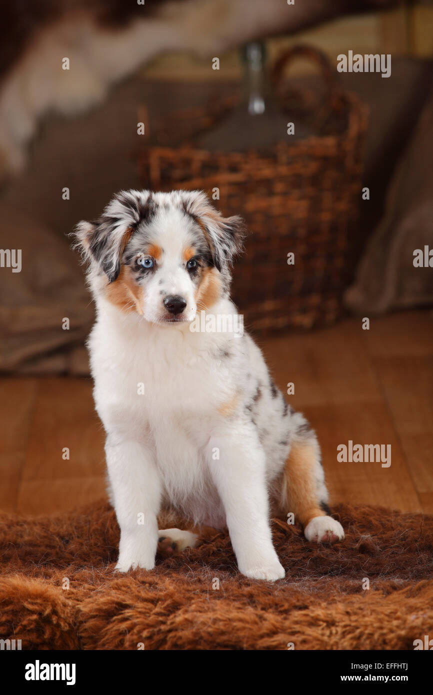 Pastore australiano, cucciolo, blu-merle, seduti su una coperta di pelliccia Foto Stock