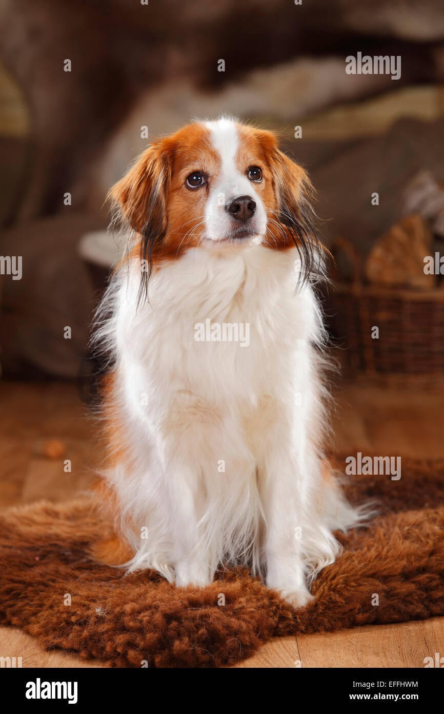 Ritratto di Kooikerhondje seduto sulla pelle di montone Foto Stock