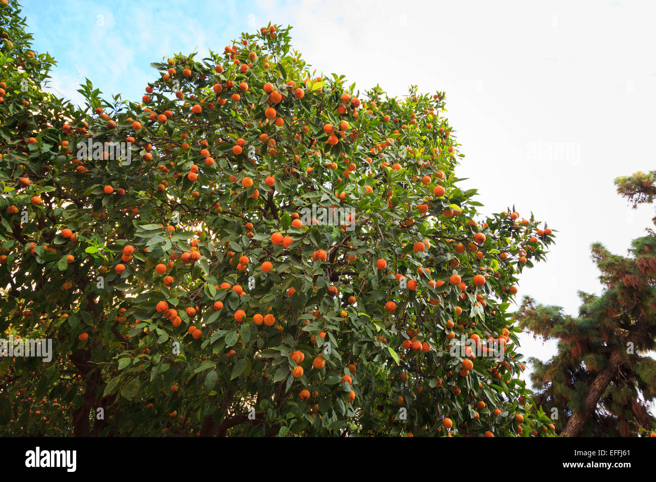 Una fruttificazione arancio con frutti difettose in un centro città Foto Stock