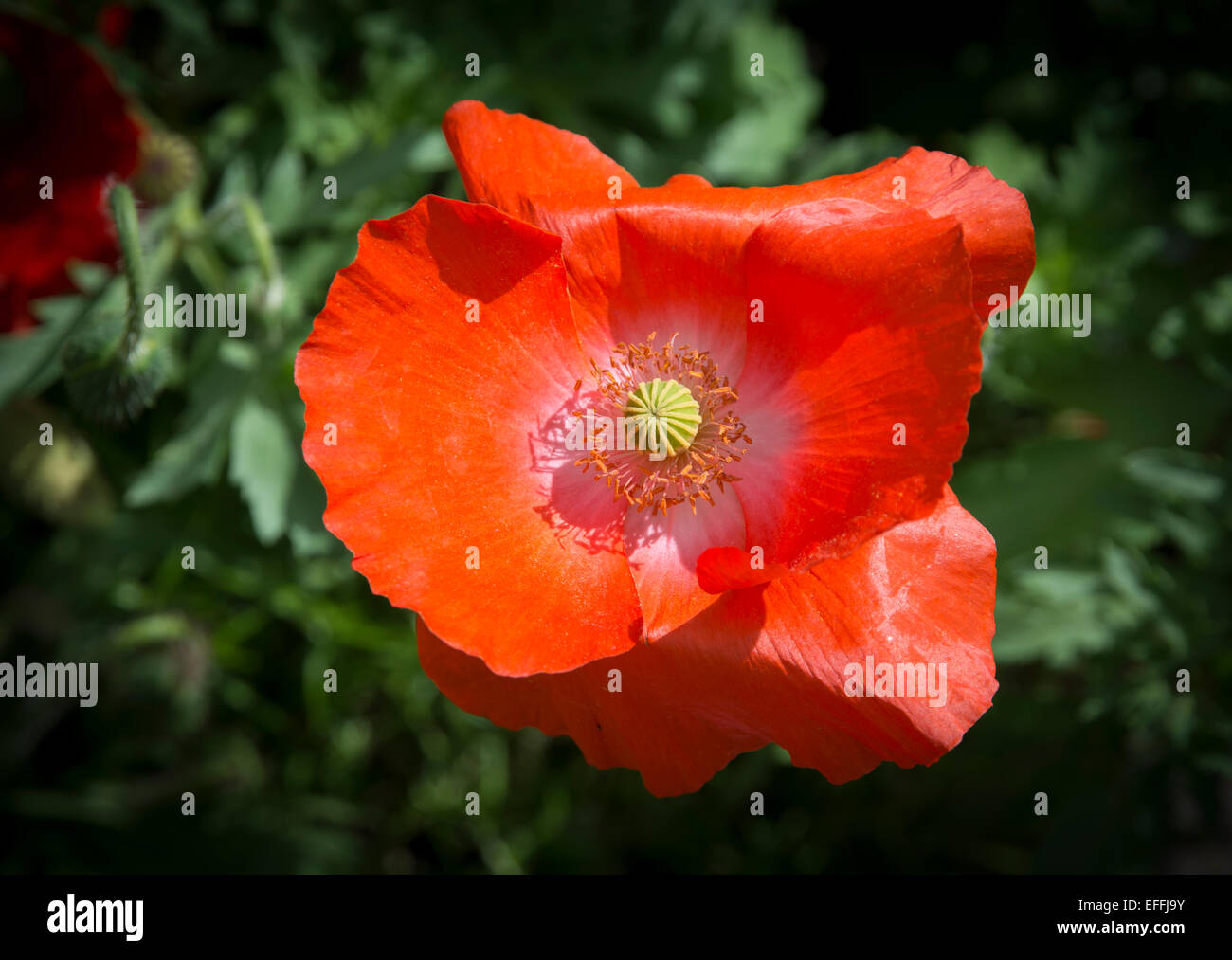 Arancione - papavero Papaver - con sfumature di rosa all'interno di petali di fiori in un giardino di giugno, Varmland, Svezia. Foto Stock