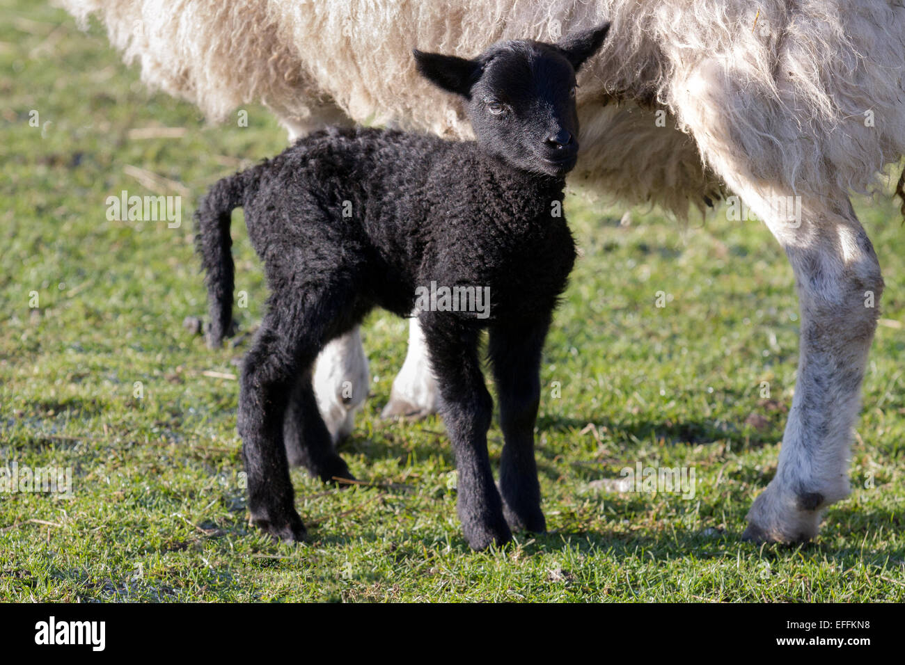 Giacobbe pecora pecora con agnello nero nato di nuovo. Gli animali della fattoria sono solitamente programmati per partorire intorno alla metà del termine della scuola in due settimane di tempo. Lambing Season at Windmill Animal Farm, Southport, Merseyside, Regno Unito. Foto Stock