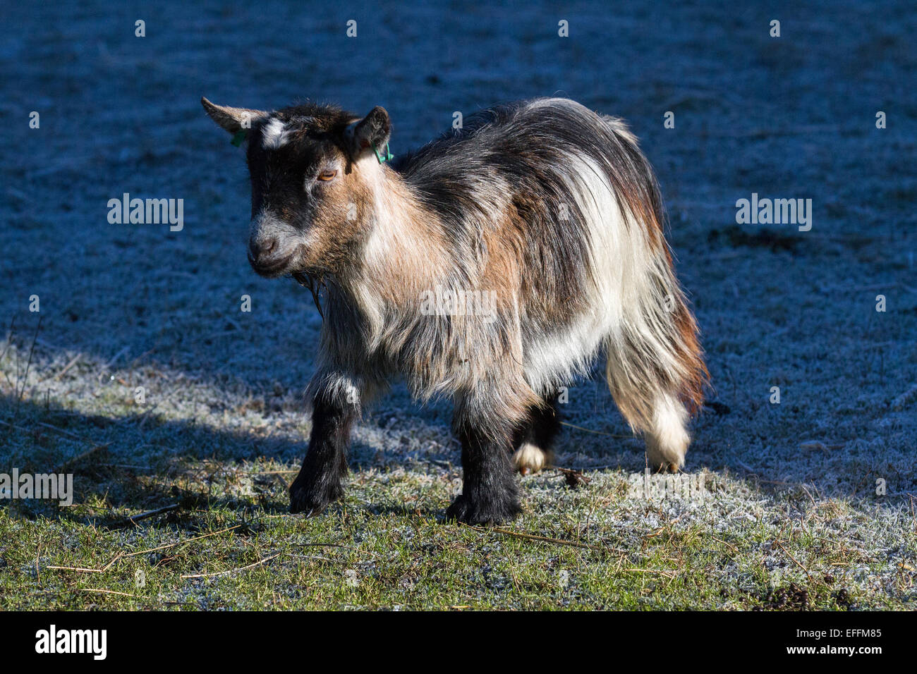 Pygmy Goat in miniatura a Southport, Merseyside, Regno Unito. 3 febbraio 2015. UK Meteo: Temperature di -9C rirecorded in Southport. Gli animali domestici della fattoria hanno subito una notte fredda ed ora emergono dai ripari per riscaldarsi nel sole luminoso. Foto Stock