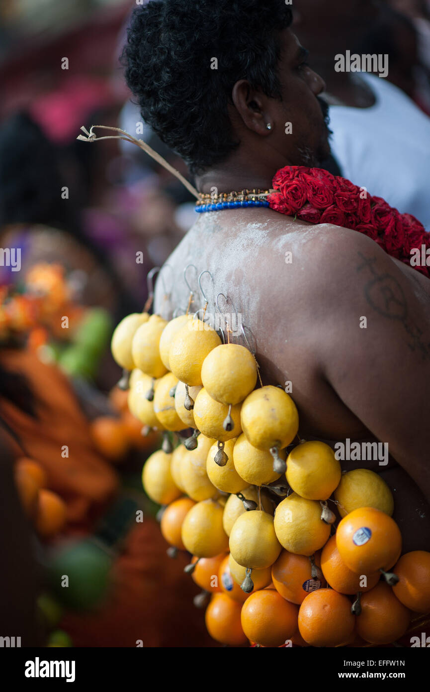 Uomo indù con arance appeso il suo ritorno su ganci durante Thaipusam 2015 in Grotte Batu Foto Stock