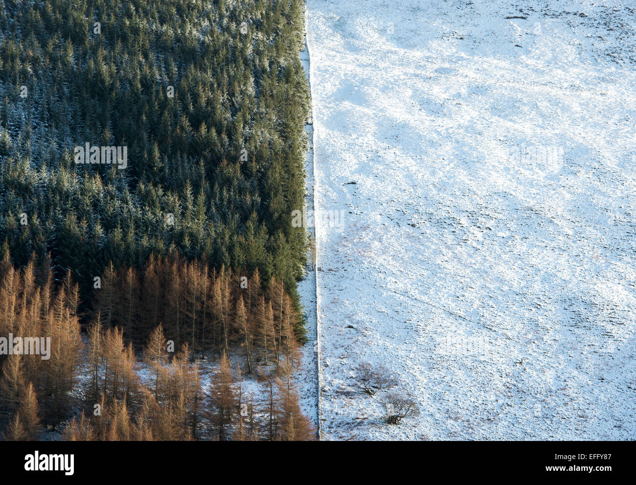 Alberi di pino su un lato montagna accanto a una coperta di neve campo. Scottish Borders. Scozia Foto Stock