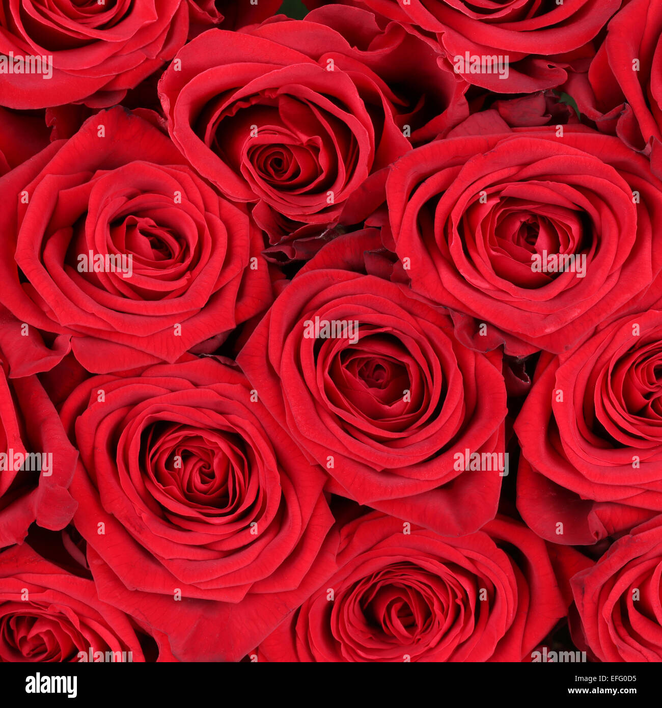 Sfondo Red Rose fiore il compleanno, di San Valentino o la festa della mamma Foto Stock