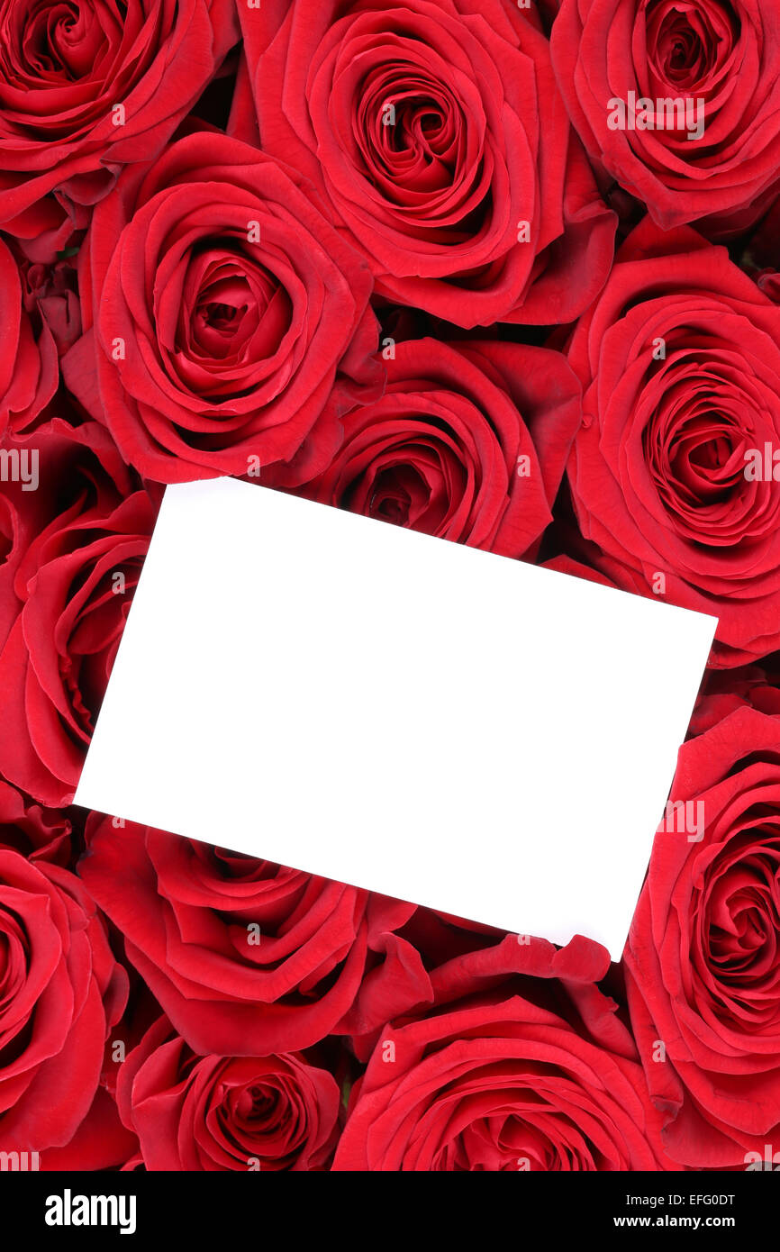 Le rose fiori di San Valentino o la festa della mamma con vuoto della scheda Messaggi di saluto e copyspace per il proprio testo Foto Stock