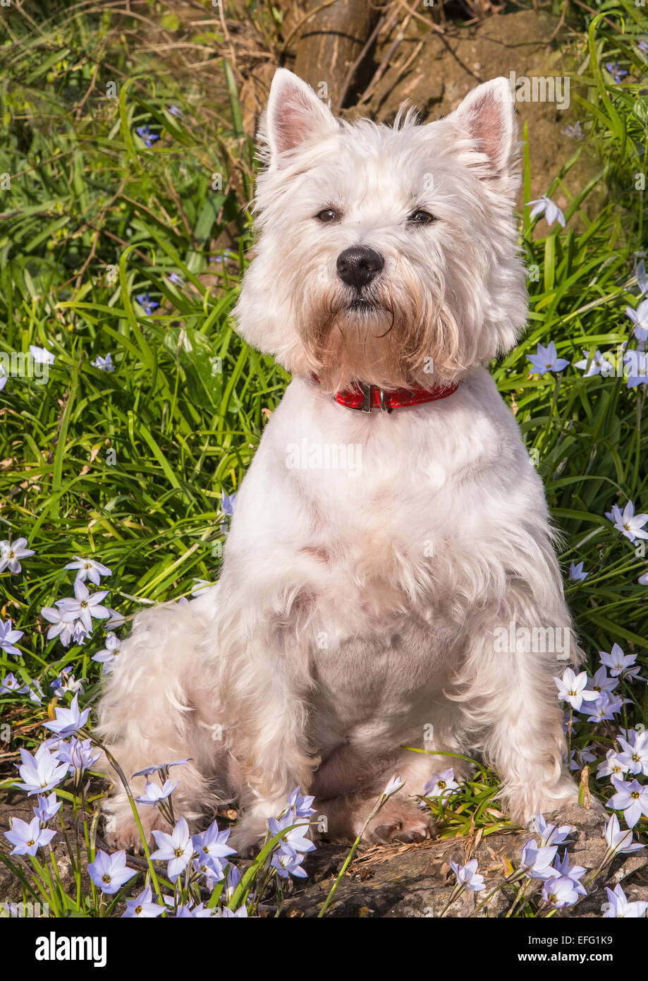 Westie con fiori Foto Stock