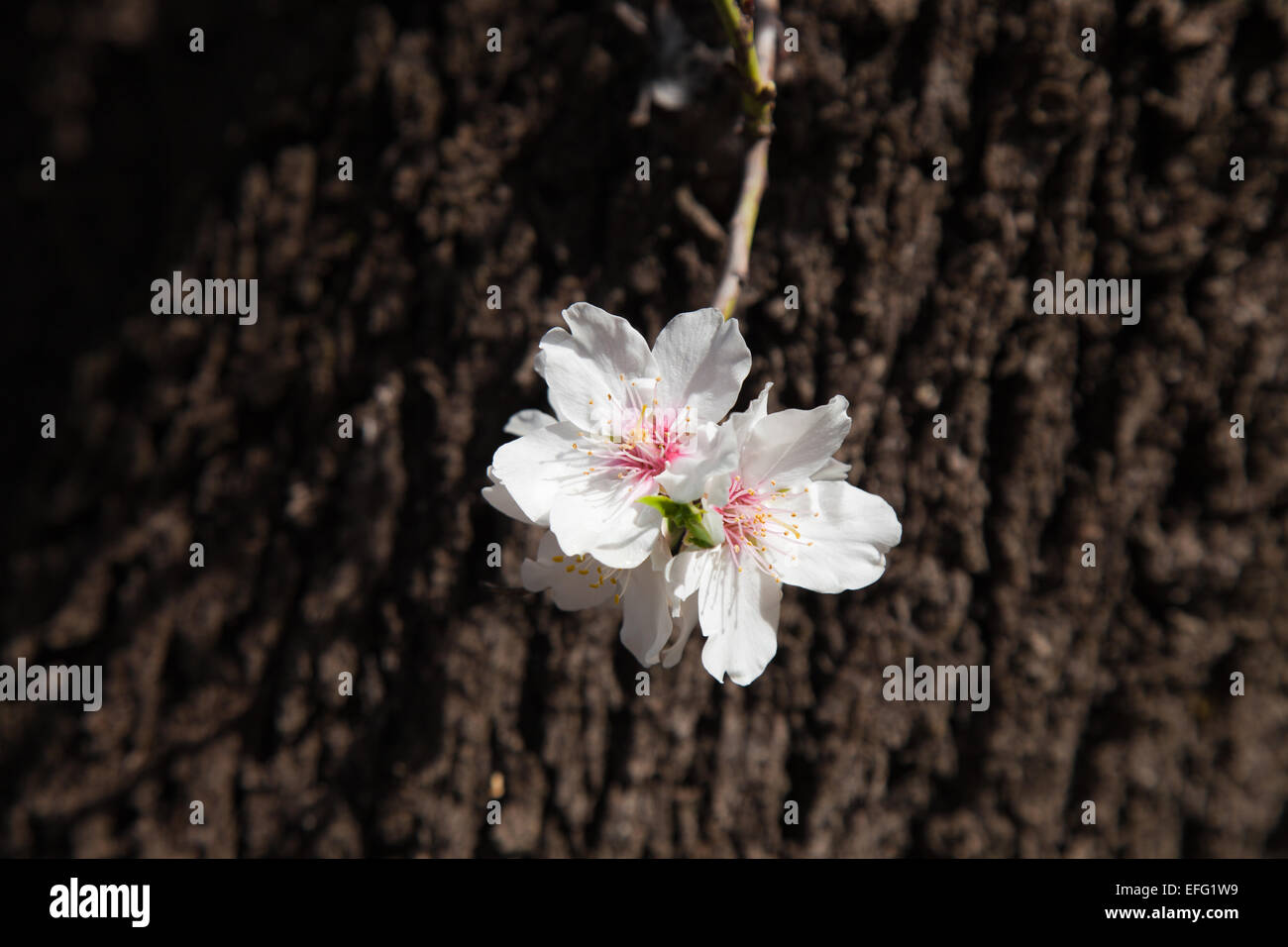 Fioritura mandorla Foto Stock