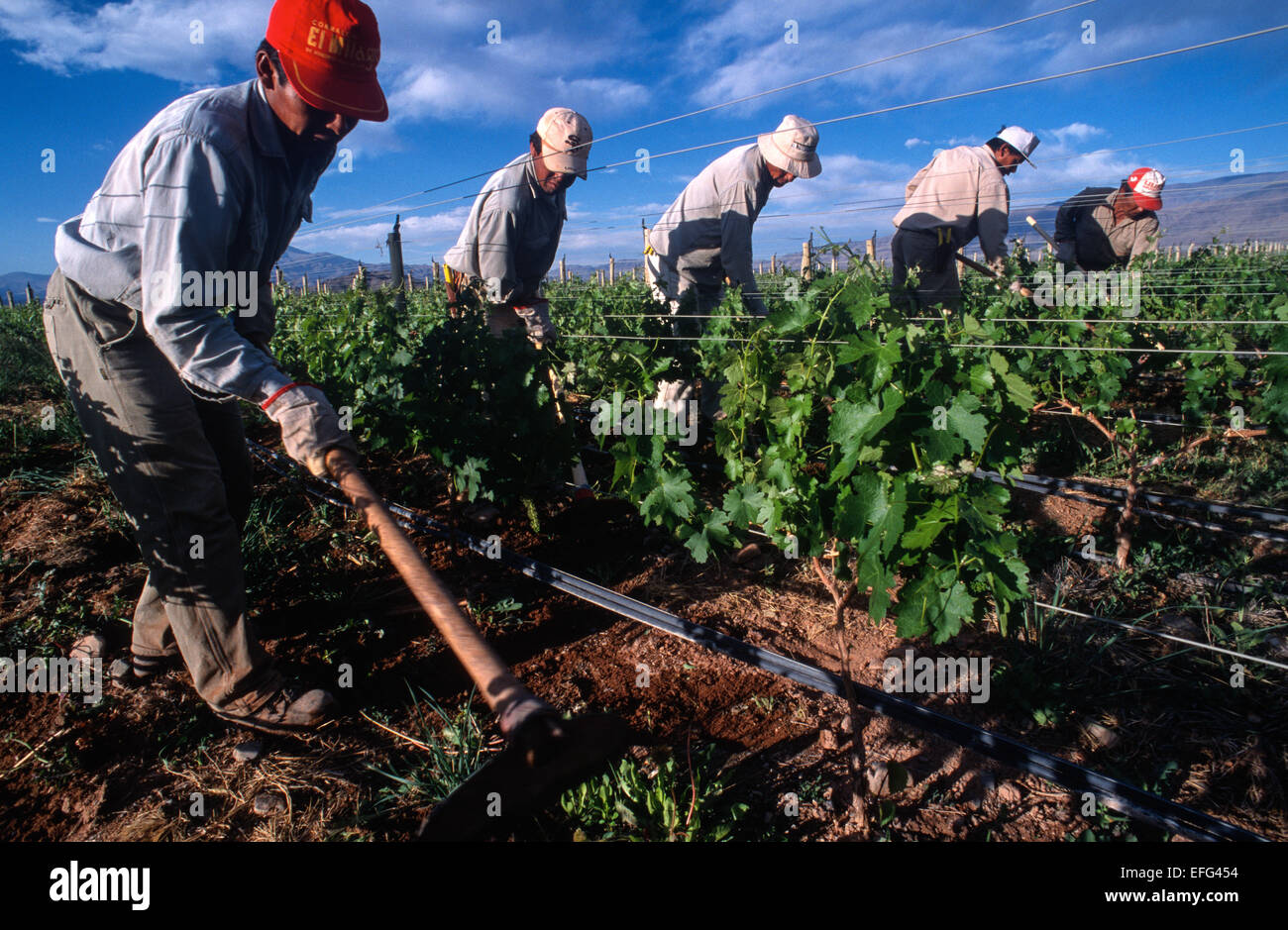 Gli uomini al lavoro in un vigneto. Ranch Colome. Provincia di Salta, Argentina Foto Stock