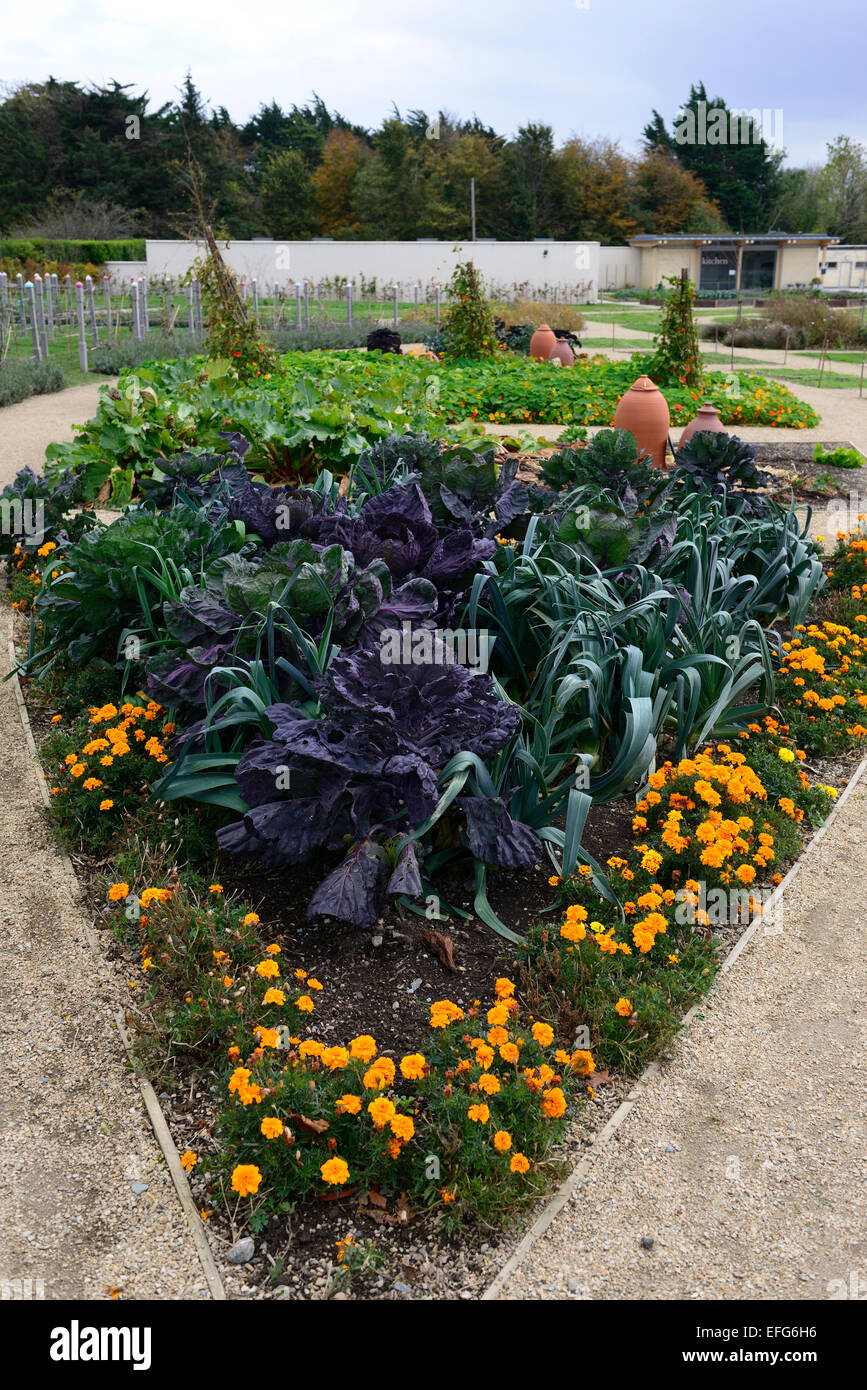 Orto giardinaggio plot mescolare fiori misti prevenire prevenzione insetti insetto danno companion piantare fiori RM Foto Stock