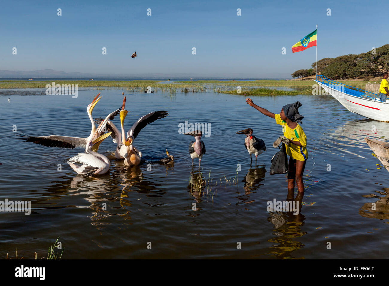 Un ragazzo locale alimenta Marabou cicogne e Pellicani con pezzi di pesce, Lago Hawassa, Hawassa, Etiopia Foto Stock