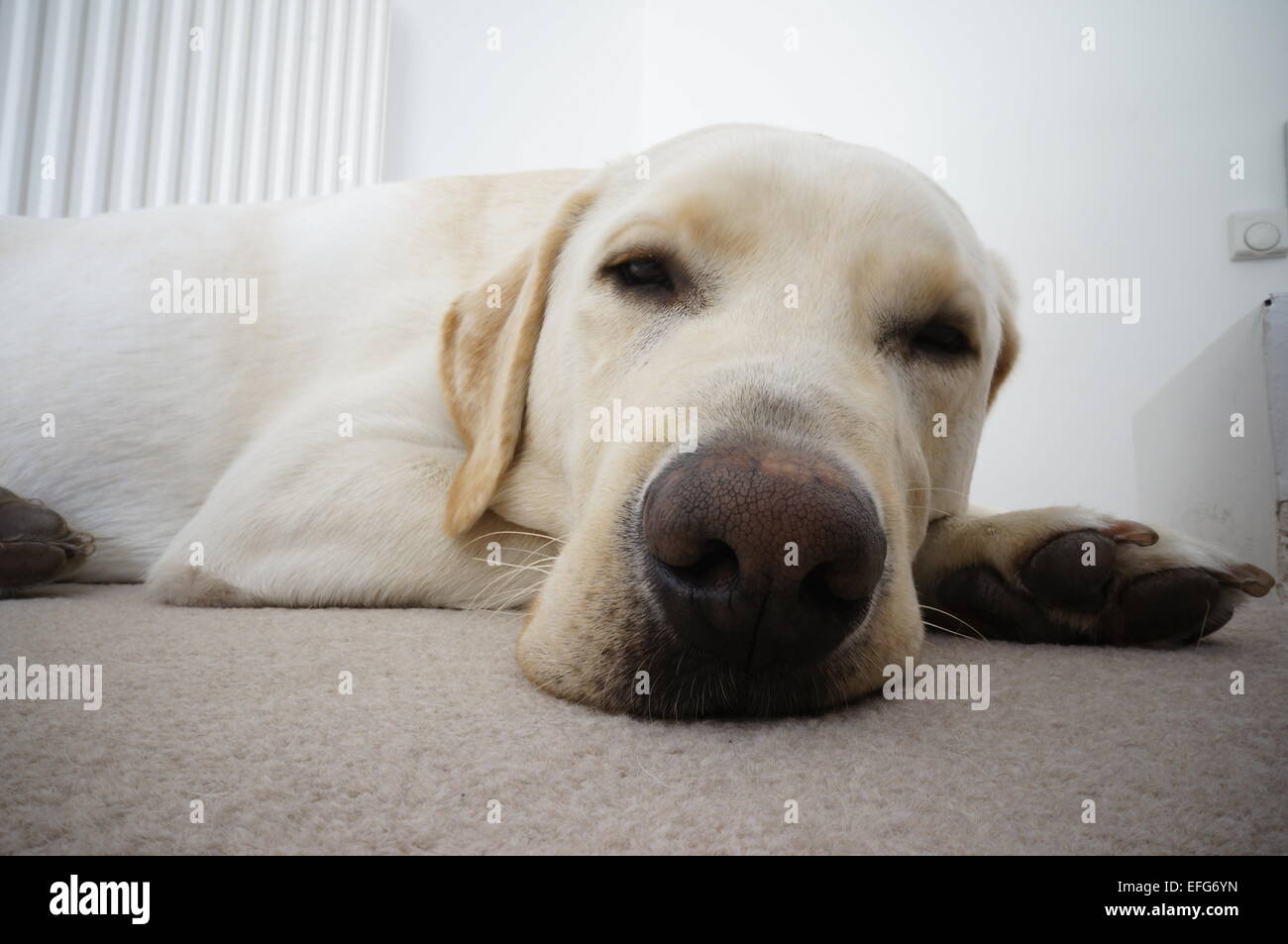 Sleeping Labrador cane Foto Stock