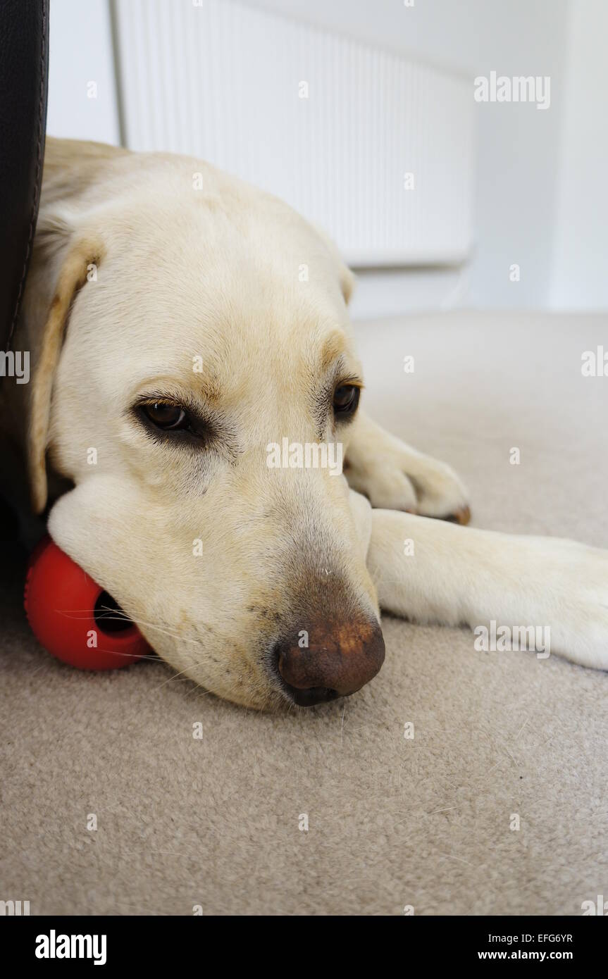 Chew Toy, Labrador Foto Stock