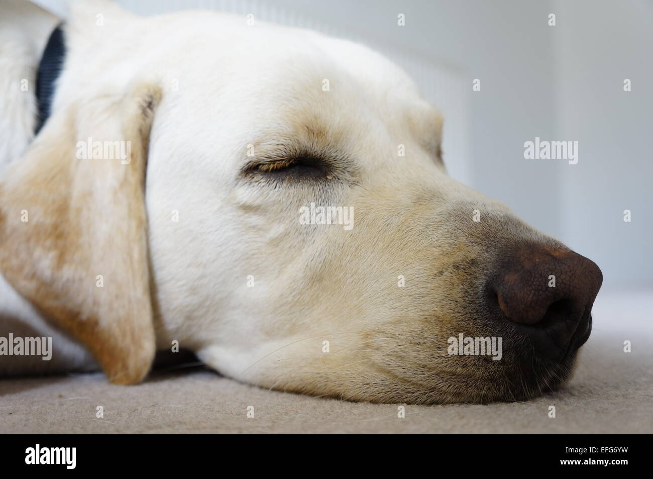 Sleeping Labrador cane Foto Stock
