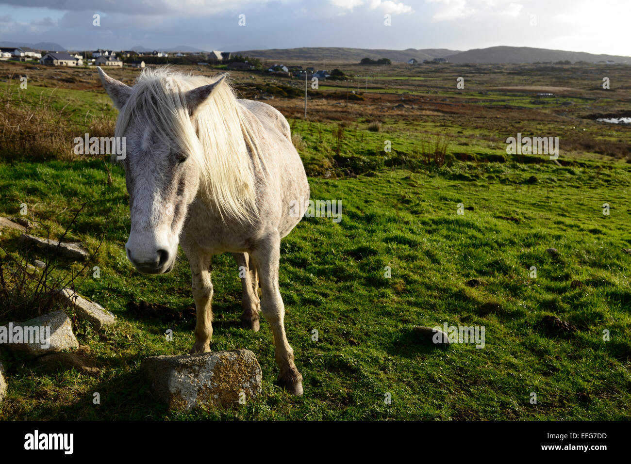 Pony connemara sky road clifden galway sidelit retroilluminato scenic Irlanda Irish paese all'aperto natura cavallo cavalli RM Irlanda Foto Stock