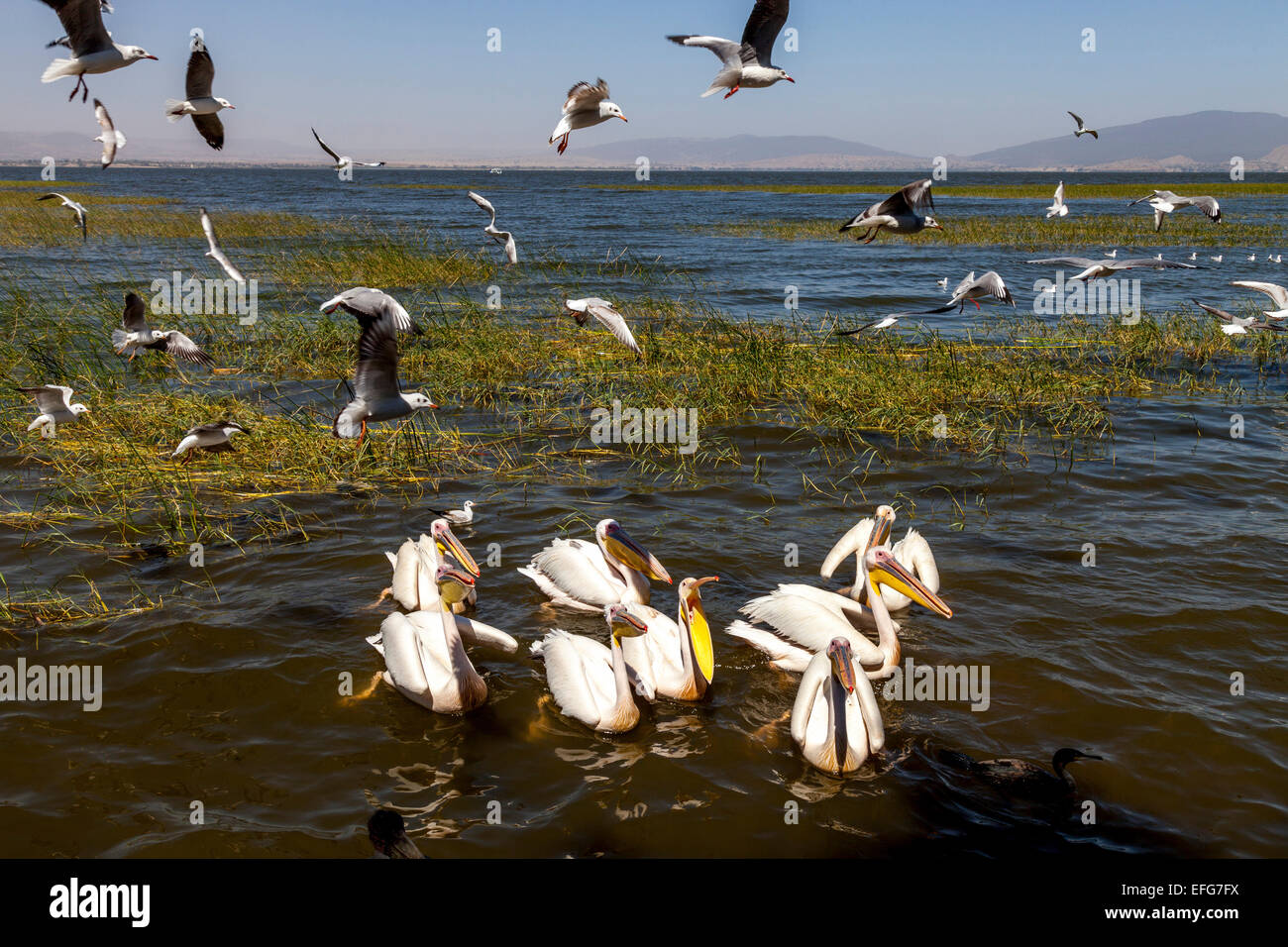 La vita degli uccelli, Lago Hawassa, Hawassa, Etiopia Foto Stock