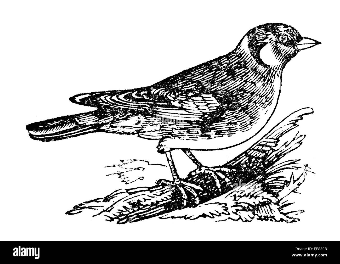 Xix secolo incisione di un cardellino uccello, fotografati da un libro intitolato "Il ragazzo del proprio libro", pubblicata a Londra nel 1846. Foto Stock